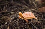 黄缘闭壳龟：国龟之经典，背后的故事与养护之道