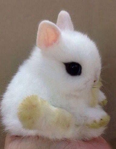 侏儒海棠兔，别名侏儒熊猫兔，有着迷人的“眼线”