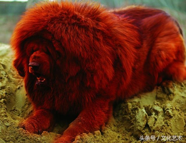 世界上最贵的藏獒是纯红藏獒，它的成交价格高达1000万