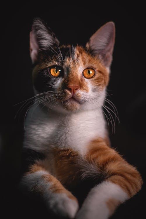 壁纸—可爱迷人小猫咪，萌宠系列6（11张宠物漂亮美图）