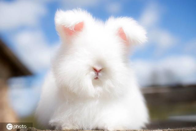 法国农场养了群胖安哥拉兔 每只都像“棉花糖”萌化了
