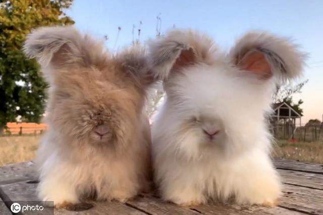 法国农场养了群胖安哥拉兔 每只都像“棉花糖”萌化了