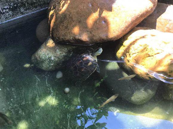网友庭院自建生态龟池，多少养龟人梦寐以求的养龟环境