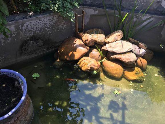 网友庭院自建生态龟池，多少养龟人梦寐以求的养龟环境