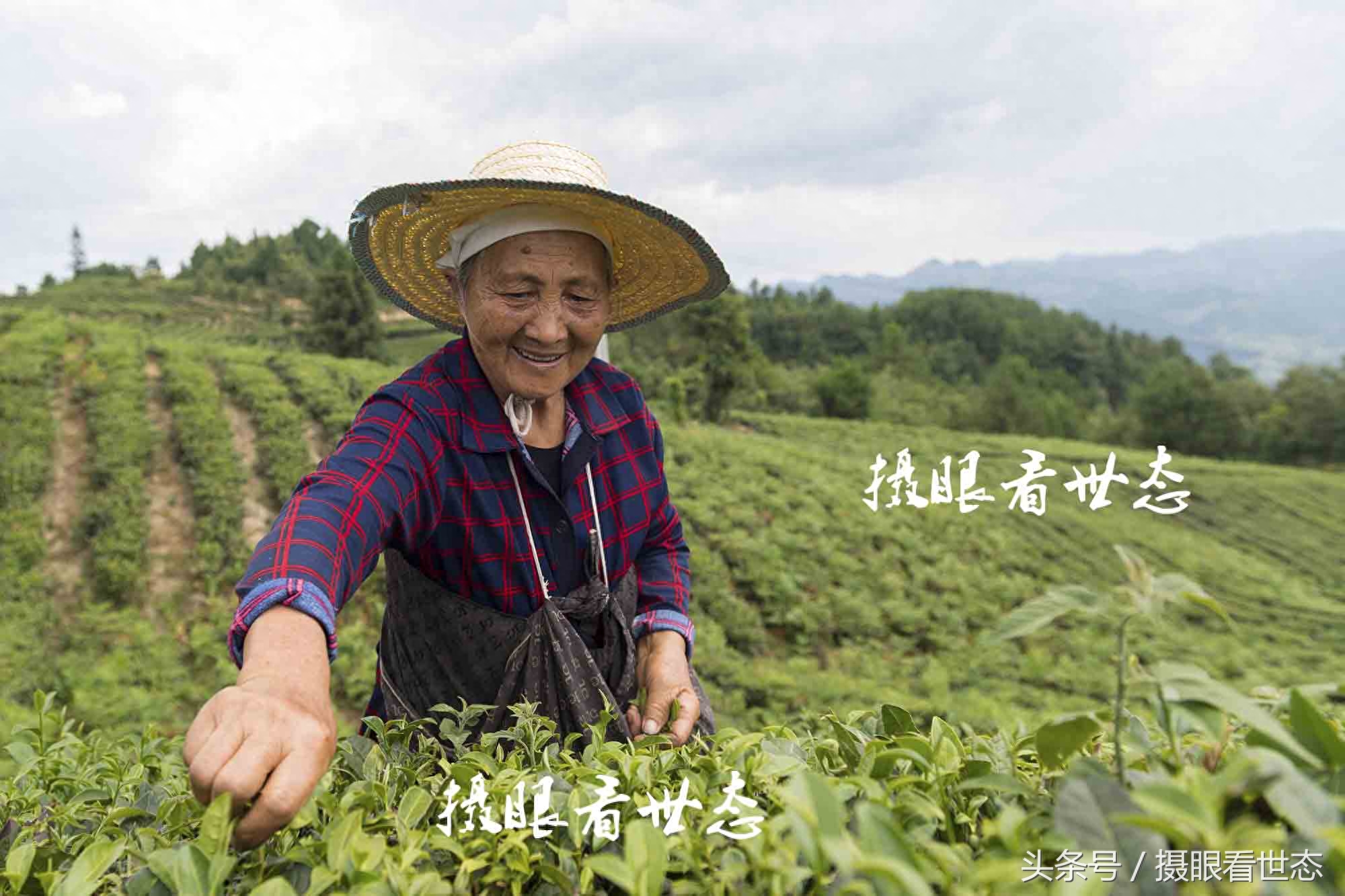 又到夏茶采摘季，这些农村留守老人一天能采数十斤，收入可达百元