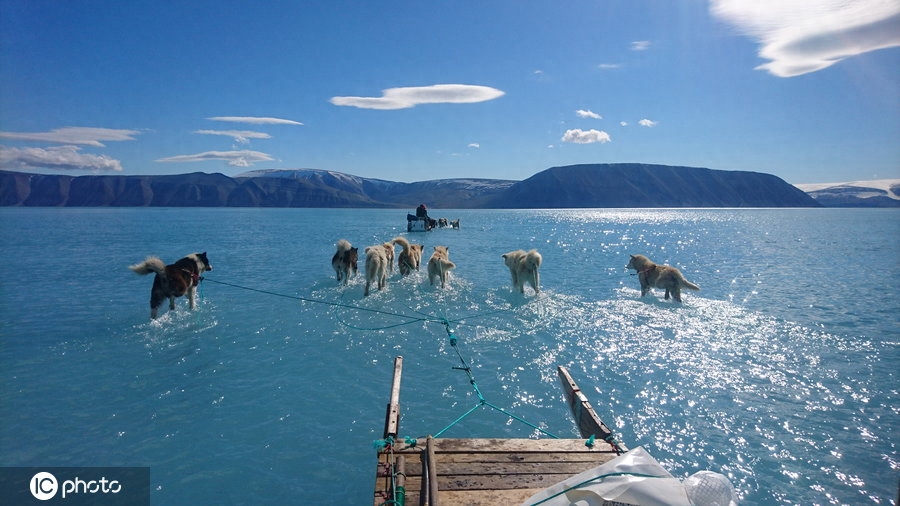 全球变暖雪橇犬在水中行走？格陵兰岛一天可消融20亿吨冰川