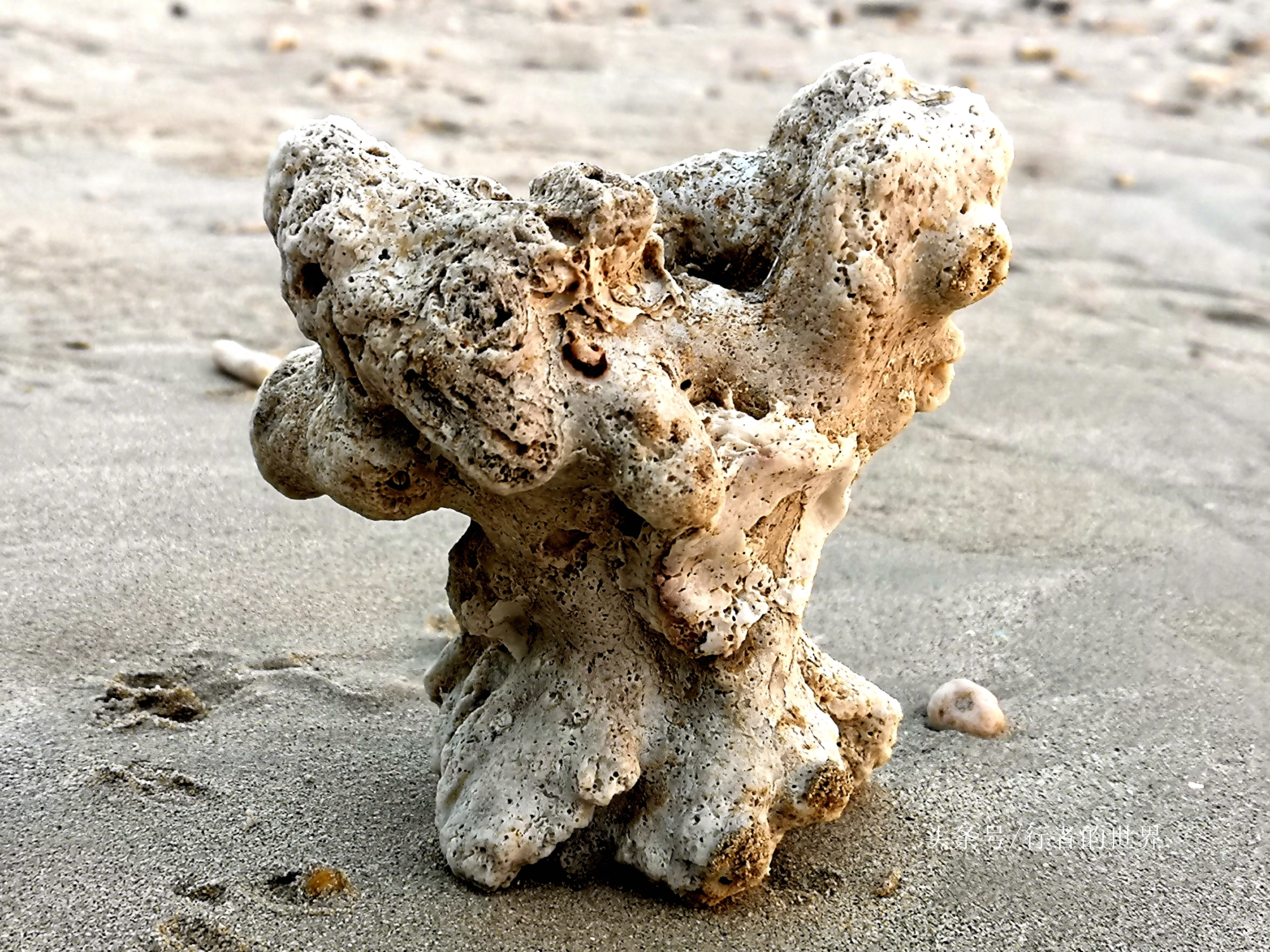 赶海，捡珊瑚石，涠洲岛上原始野趣多