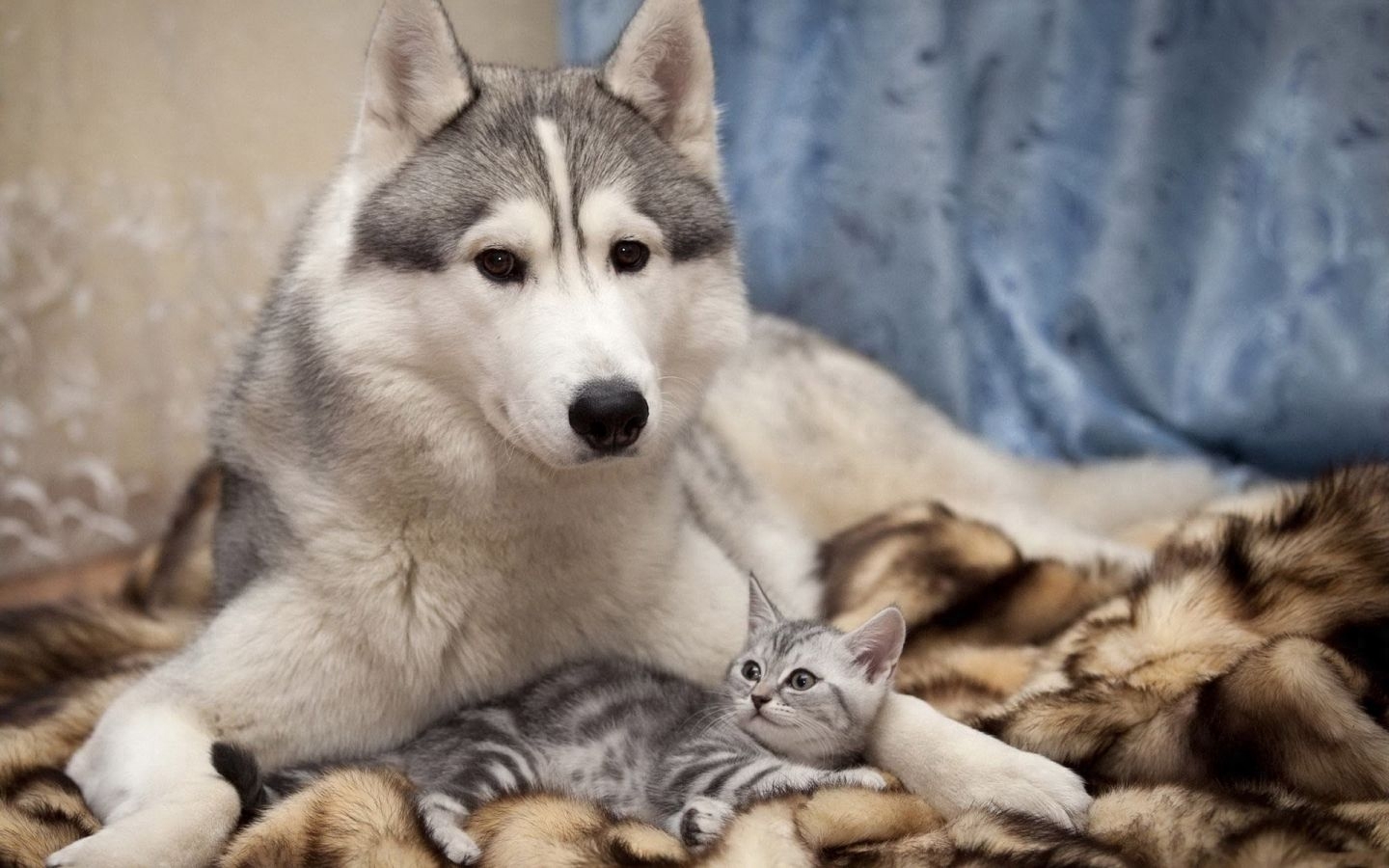 宠物图集：西伯利亚雪橇犬