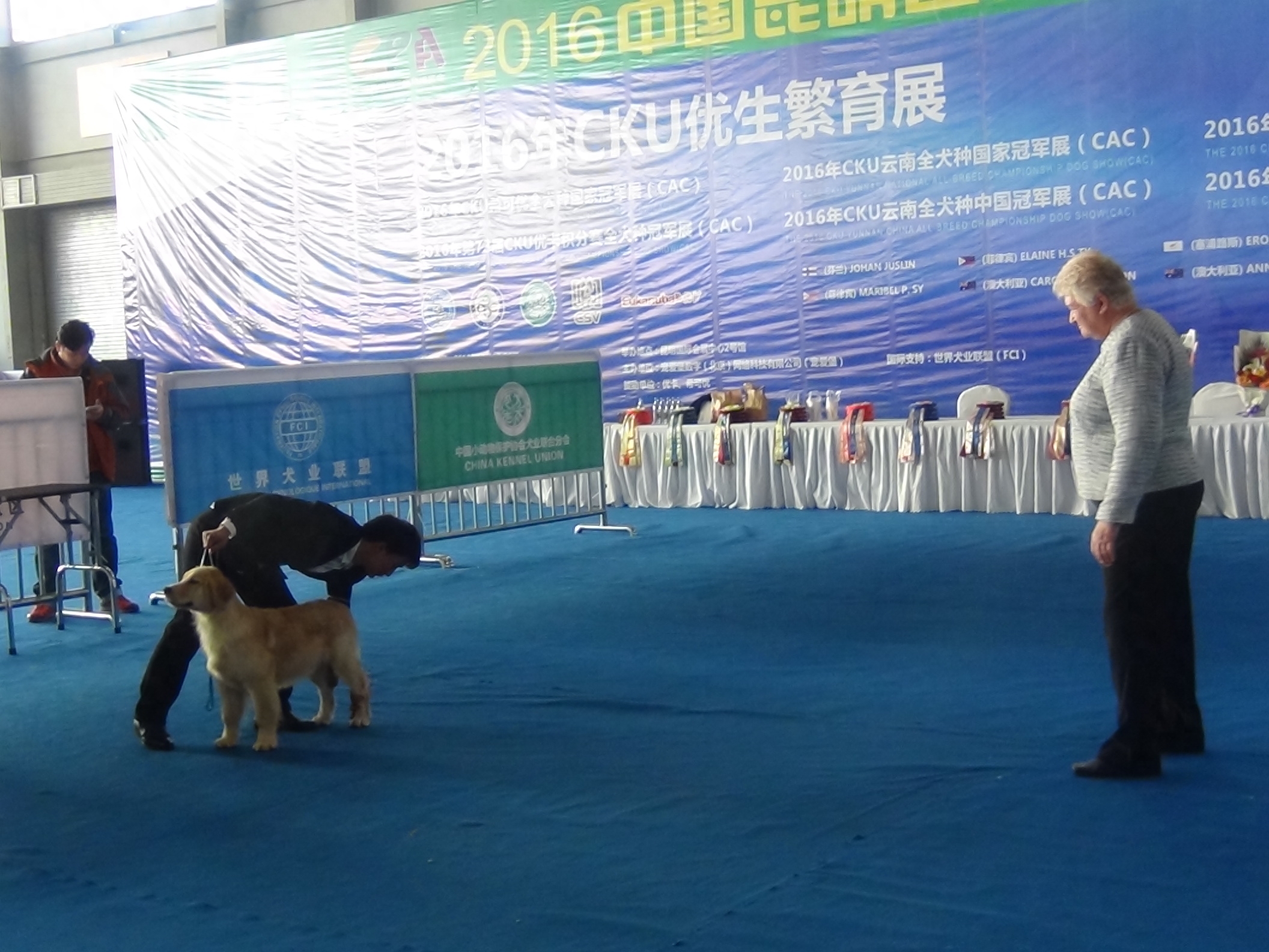 2016昆明国际宠物博览会，拉拉和金毛寻回猎犬展示