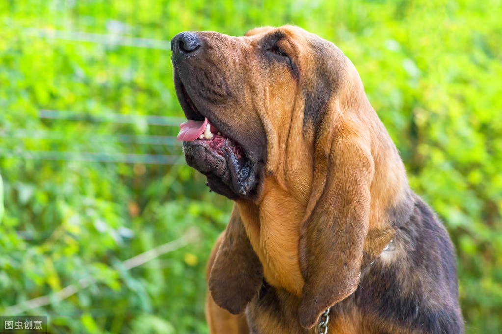 十种平均寿命较短的犬种，想要它们陪主人更久，恐怕它们也做不到