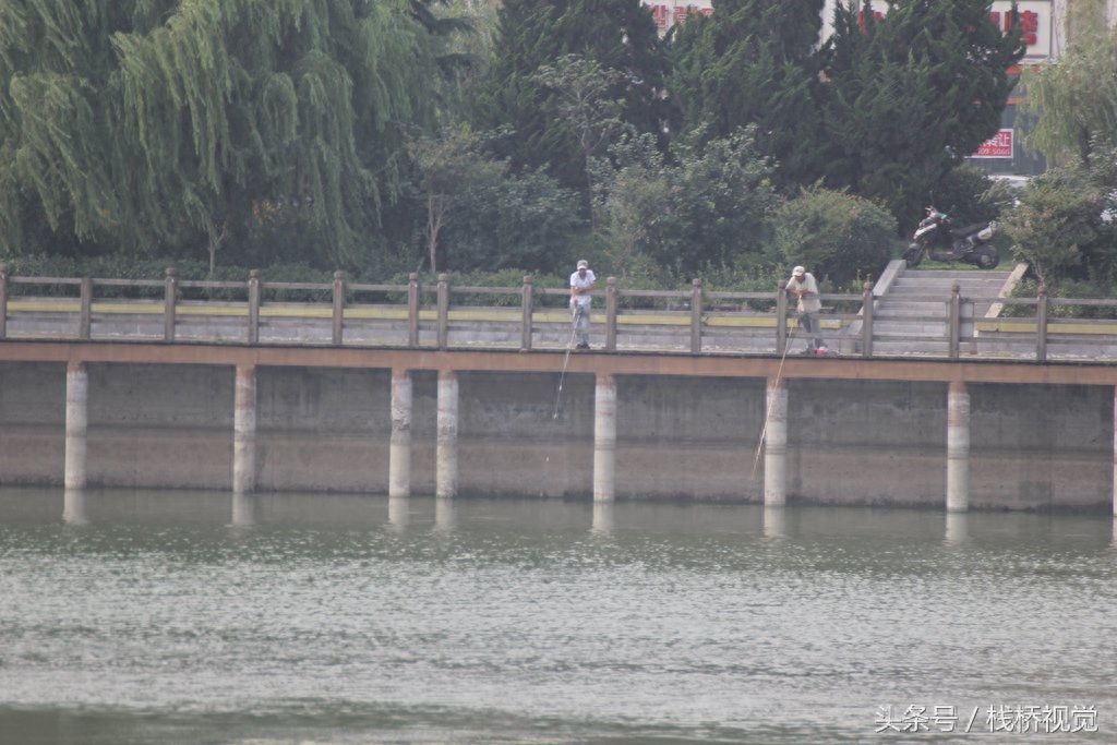 喜欢钓鱼的看过来！青岛白沙河畔钓鲫鱼，河边一溜人冒着高温打着遮阳伞享受快乐垂钓人生！