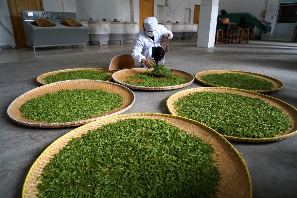 南京：钟山雨花茶春茶开始采摘炒制